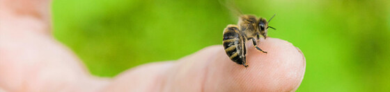 September Bee Group online Meeting - Beekeeping and Toxicology