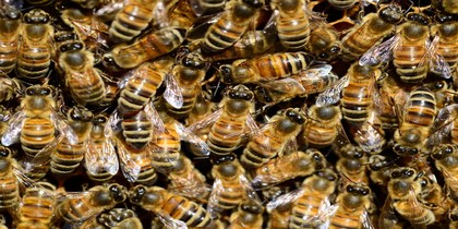 Animal photography animals beehive 59829
