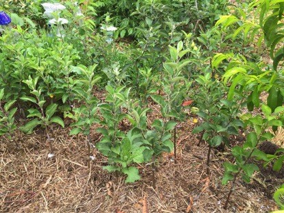 ECOSS Heritage Fruit Tree Grafting Day & Scion Swap