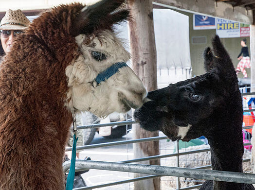 Lilydale & Yarra Valley Show 2022 - and honey competition!