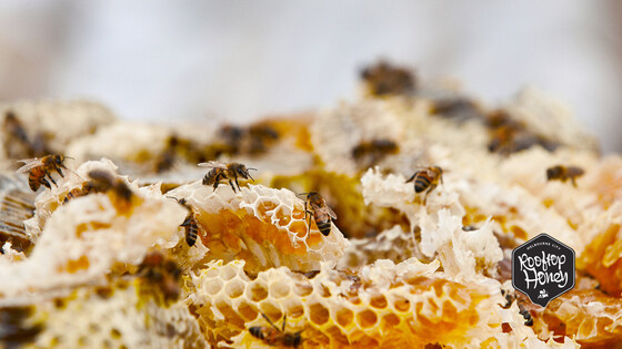 September Bee Group Meeting & AGM 