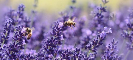 August YVBG Meeting - Spring Preparation