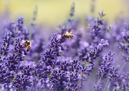 Bees on purple flower