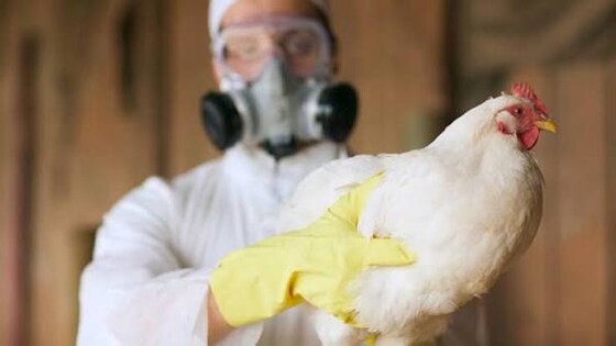 Bird Flu Online Webinar - Understanding H5 Bird Flu - Victorian Farmers Federation.