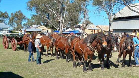 Jondaryan Woolshed Heavy Horse Weekend, Qld.
