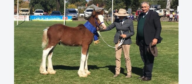Castlemaine Show, Vic.