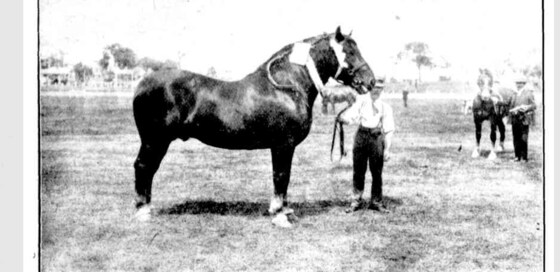 Australian Heavy Horse Association Inc. Western Australia Show.