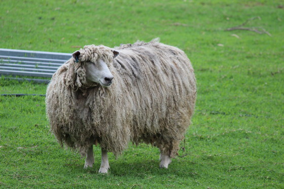 Jumpers & Jazz in July - Warwick Qld