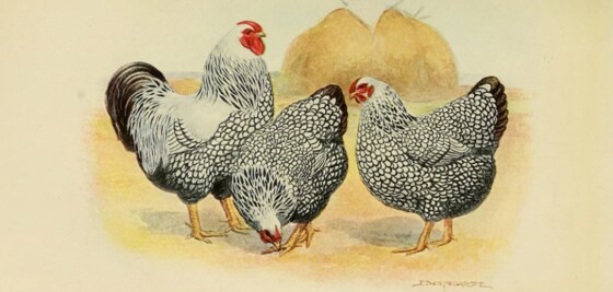 Royal Canberra Poultry Show, A.C.T.