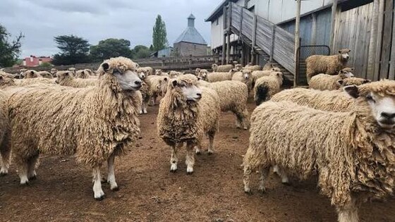 Australian Sheep & Wool Show, Bendigo