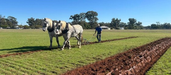 The Golden Plough, Peak Hill, N.S.W.