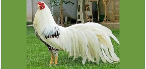 Tasmanian Rare Breeds Poultry  Club Inc. Annual Show and Auction.