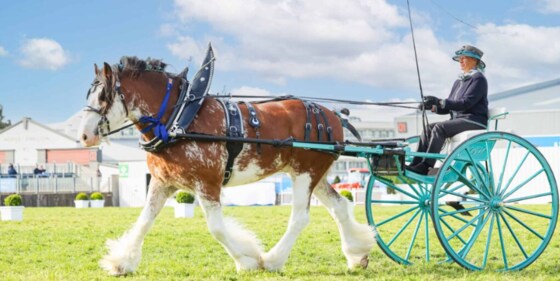 Royal Melbourne Show.