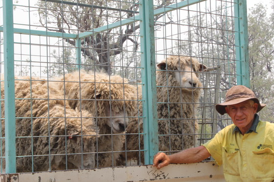 Rare Breed Sheep Open Day Queensland