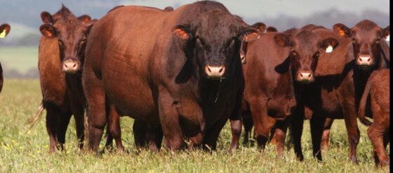 Bellingen Show, N.S.W.
