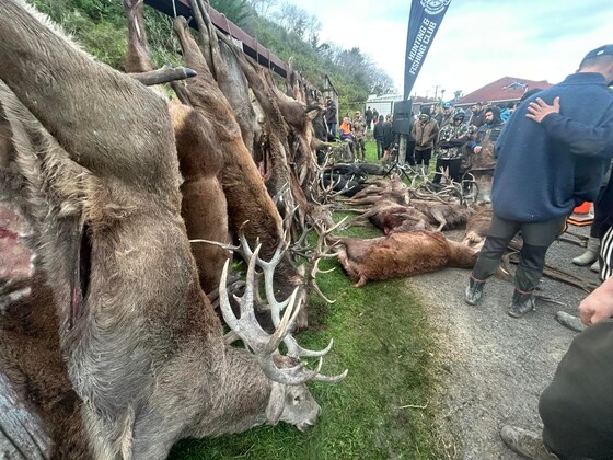 Te Puka Stag & Boar Hunt, Kings Birthday Weekend 2025