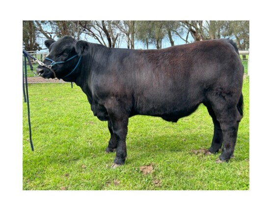 Cattle Breaking Refresher 