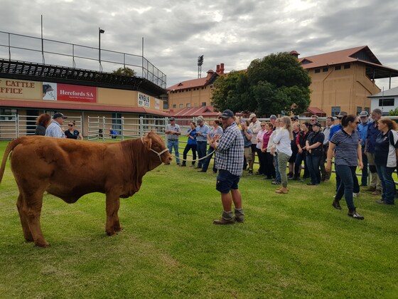 Cattle handling for schools with Vaughan Campagnolo