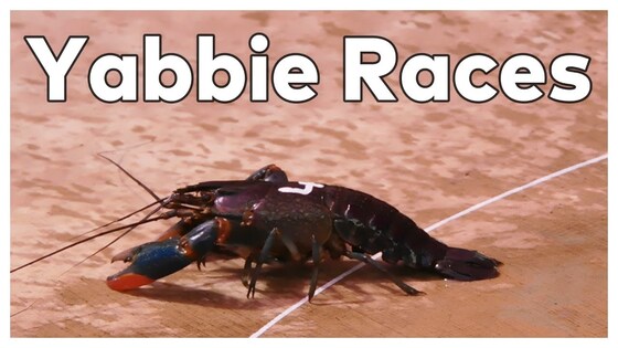 Yabby Night