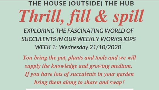Thrill, Fill & Spill; exploring succulents