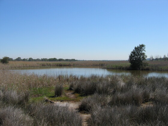 Mordialloc to Seaford Walk