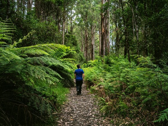 Healesville: Tanglefoot Track Walk
