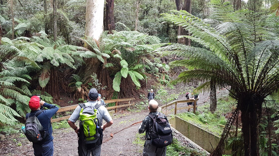 The Dandenong's Pixie Waltz