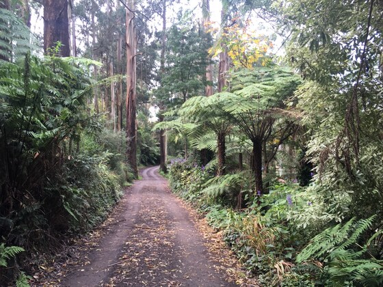 Mt Dandenong Hike - POSTPONED to 18 Nov - Kalorama to Olinda Falls via Doongalla Forest