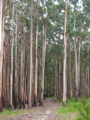 Kangaroo Ground circuit