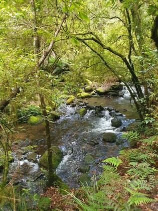 Point Lookout Hike - Cascades and Wrights Lookout Walk 