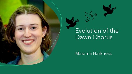 Monthly Seminar - Evolution of the Dawn Chorus