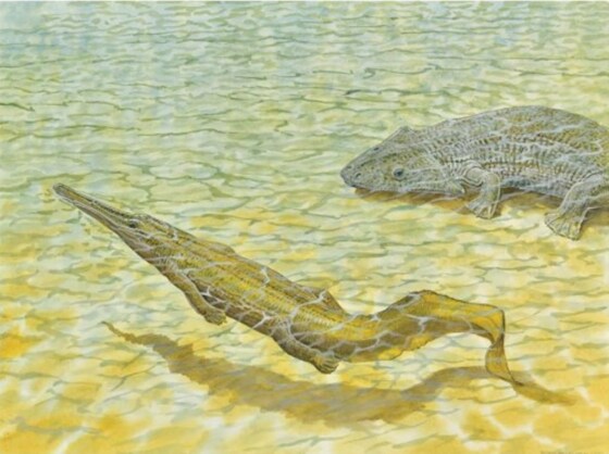 Monthly Seminar - Team-nospondyl! The redescription of an ancient amphibian.