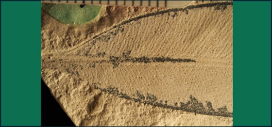 Miocene Plants of Barraba - Volunteering opportunity!