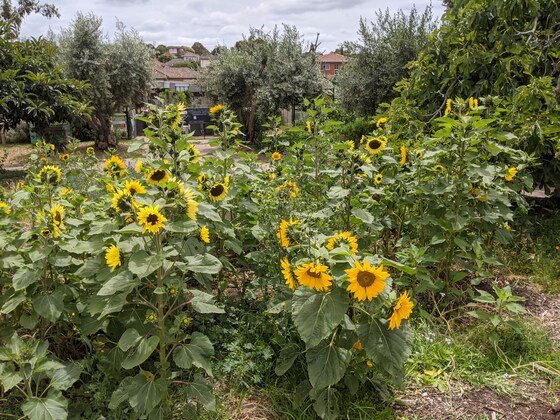 WBCG and Food Forest: Gardening bonanza!