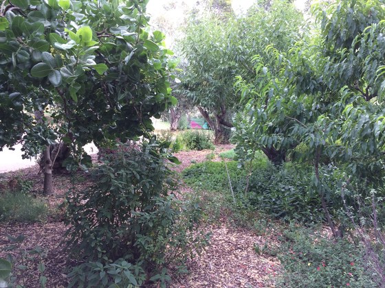 Food Forest Working Bee