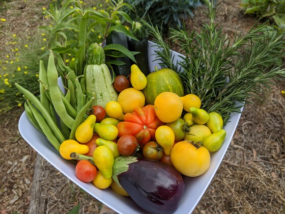 WBCG & Food Forest: Gardening bonanza!