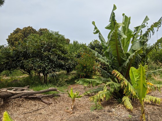 Food Forest Strategic Planning 