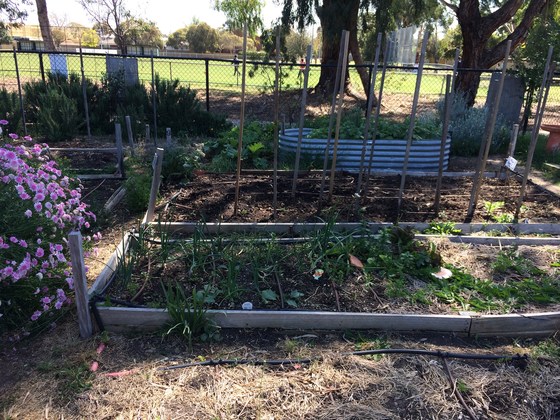 Friday morning gardening