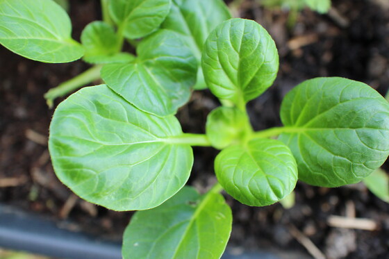 WBCG: Sunday gardening session 