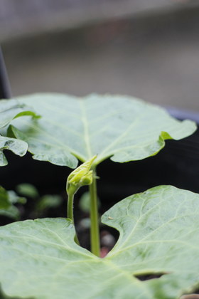 Seed Raising Workshop