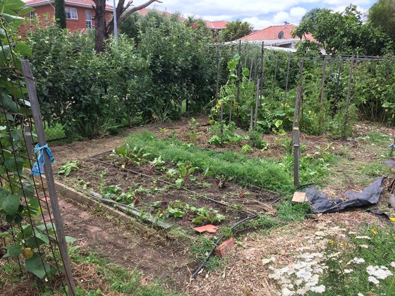 WBCG Friday morning gardening
