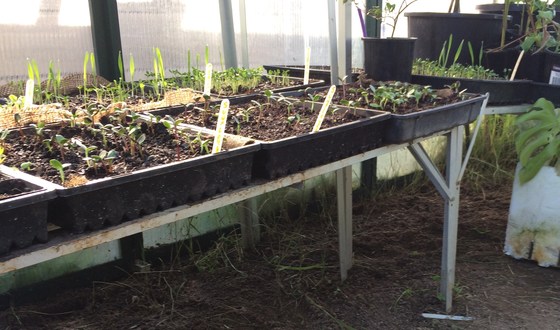 WBCG Seed saving and propagation including bush foods