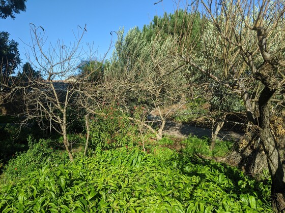 Food Forest working bee 