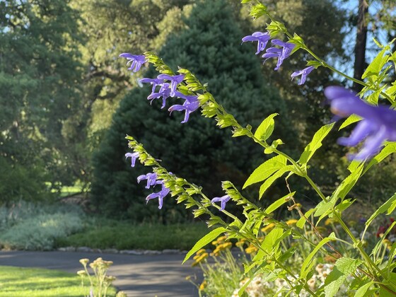 Seniors Week Free Guided walk and Morning Tea: Week 1 - NOW FULLY BOOKED