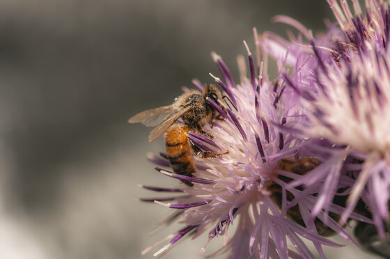 THEMED GUIDED WALK 'POLLINATORS'