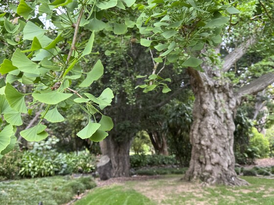 THEMED GUIDED WALK 'TREES IN THE LANDSCAPE'