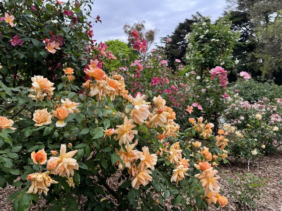 Seniors Week - Free Guided Walk and Morning Tea - 26 Feb 2026