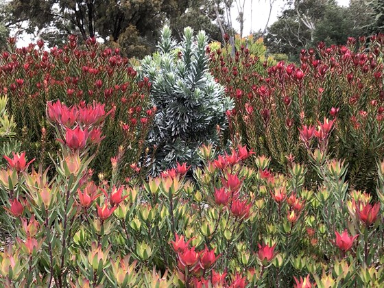 MELTON BOTANIC GARDENS SELF-DRIVE TOUR AND LUNCH 