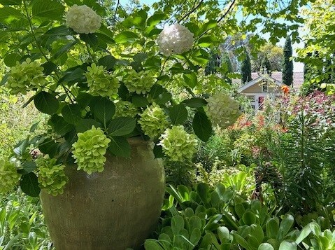 GARDEN VISIT TO 'ARUNDEL', FRIENDS' PLANT SALE and MORNING TEA (EAST GEELONG)