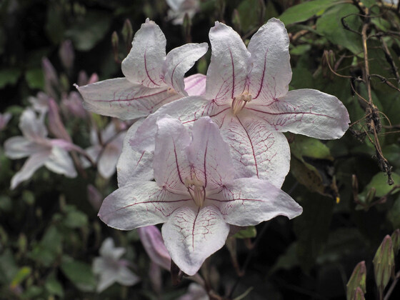 THEMED GUIDED WALK 'PLANTS OF AFRICA'